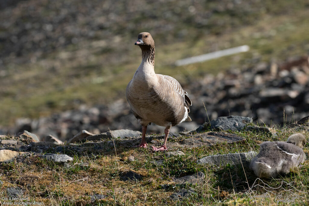 Pink-footed Goose