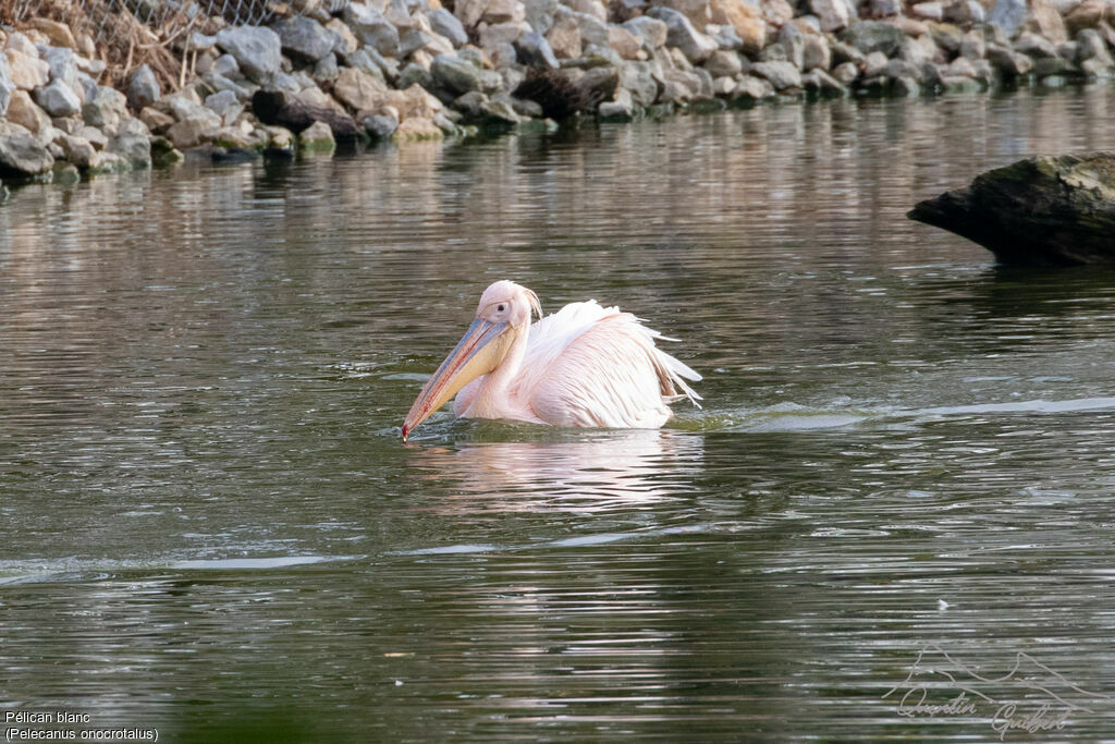 Pélican blancadulte, identification