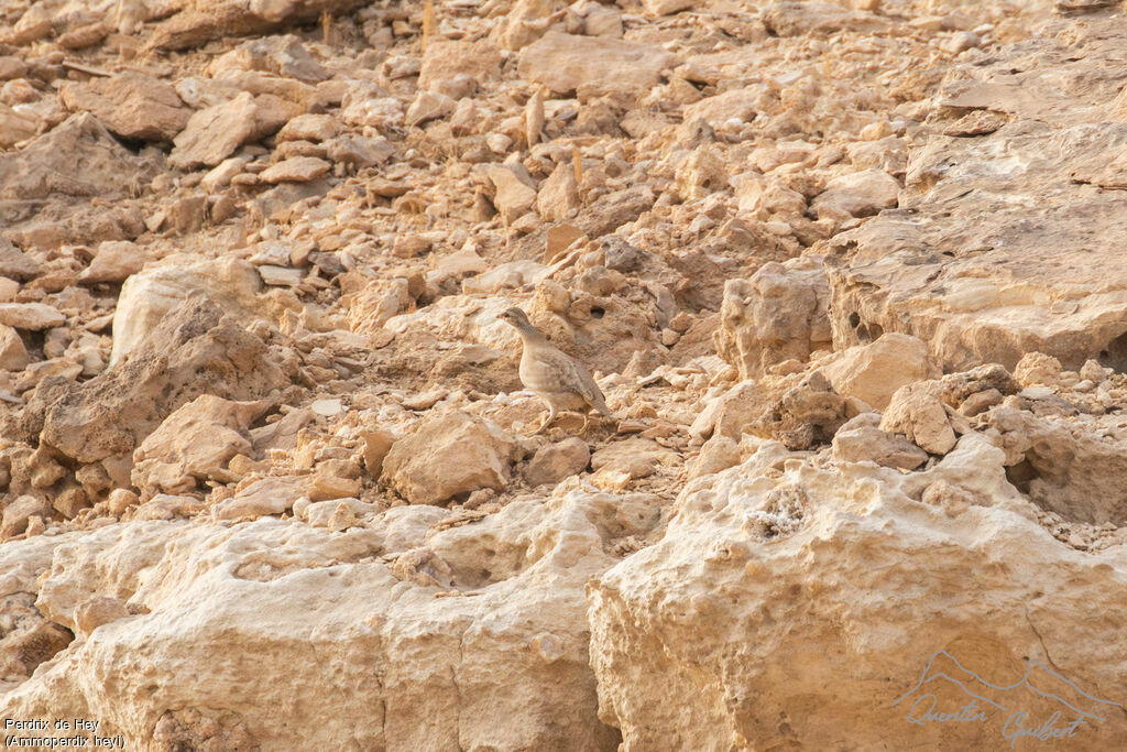 Sand Partridge