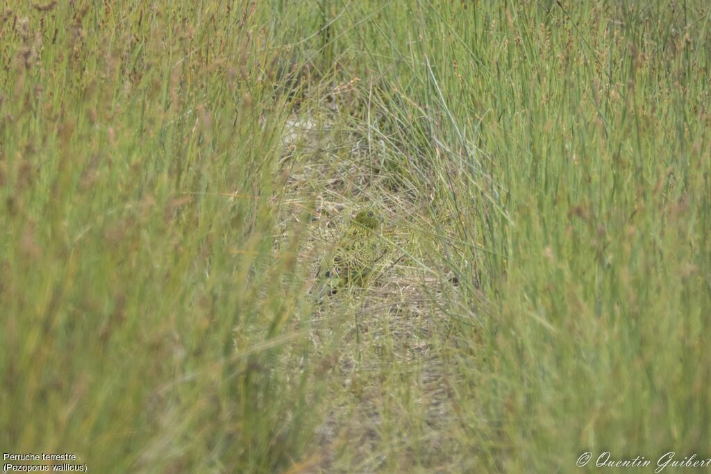 Ground Parrot, camouflage