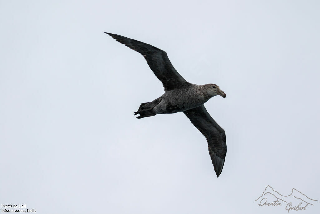 Northern Giant Petrel