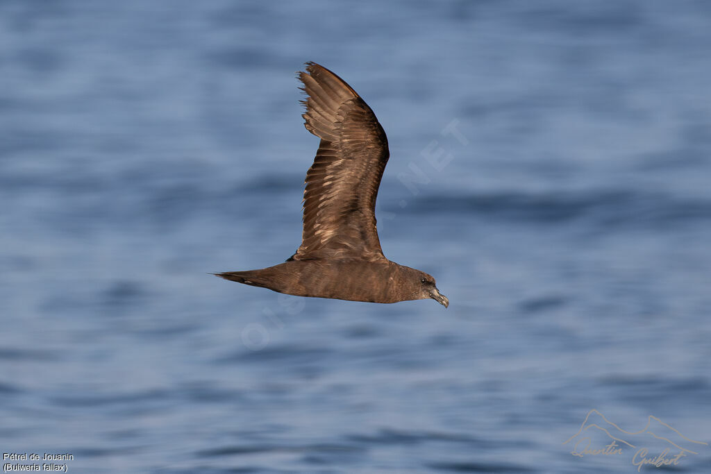 Pétrel de Jouanin