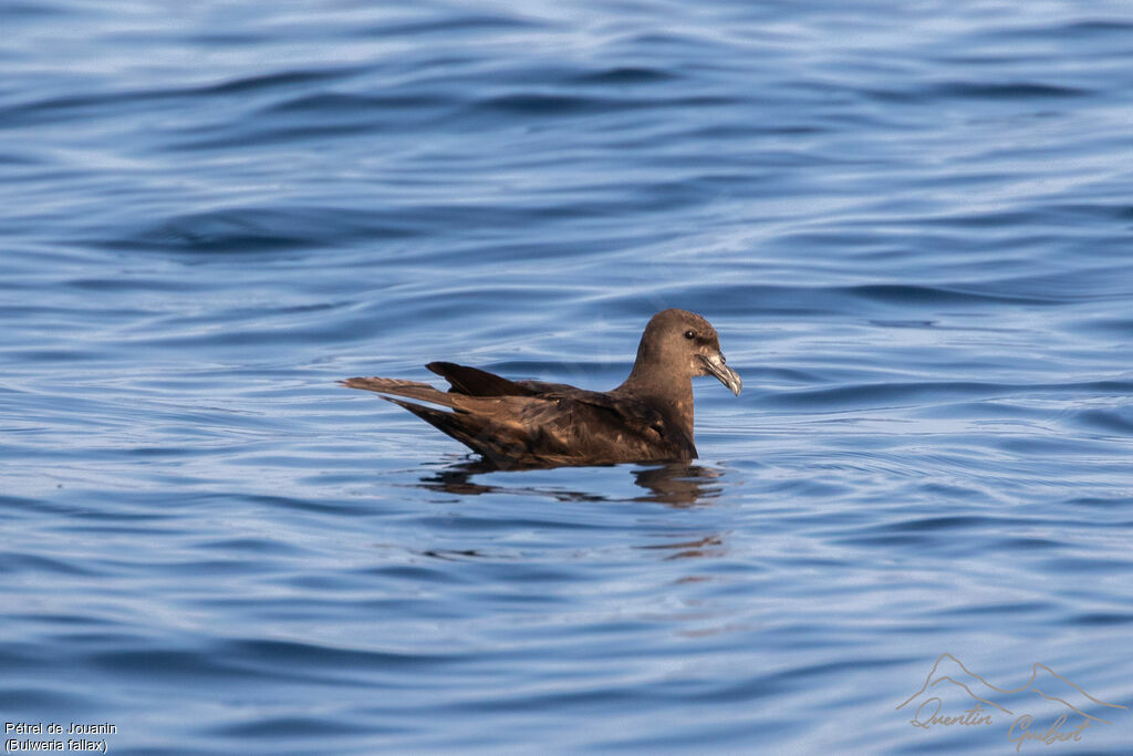 Pétrel de Jouanin