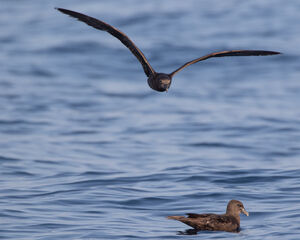 Pétrel de Jouanin