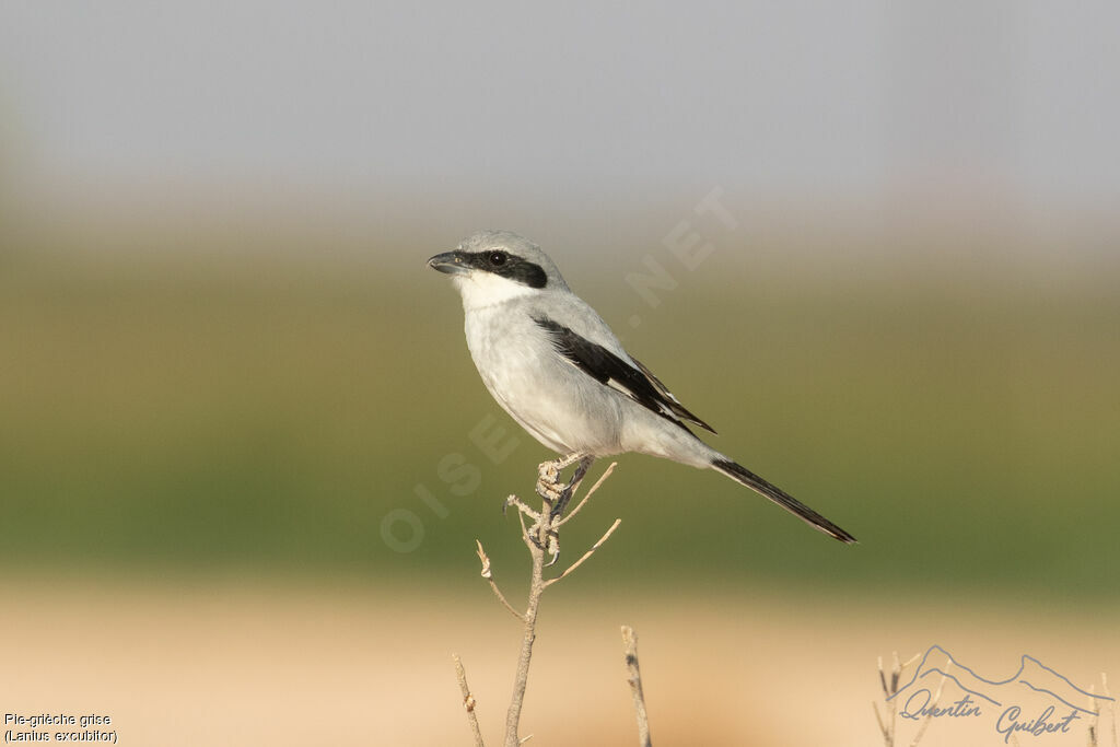 Pie-grièche grise