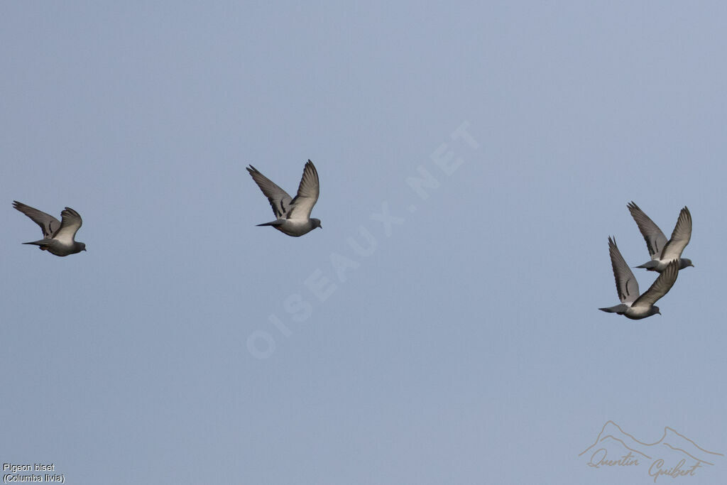 Pigeon biset, identification, Vol