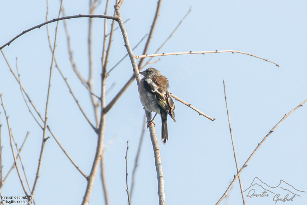 Pinson des arbresjuvénile, mue