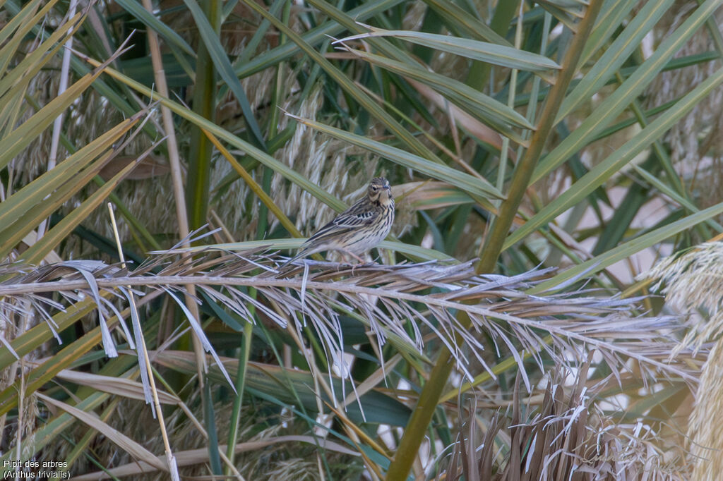 Pipit des arbres