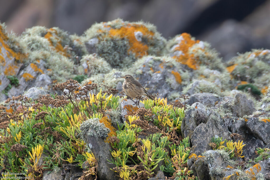 Pipit farlousane