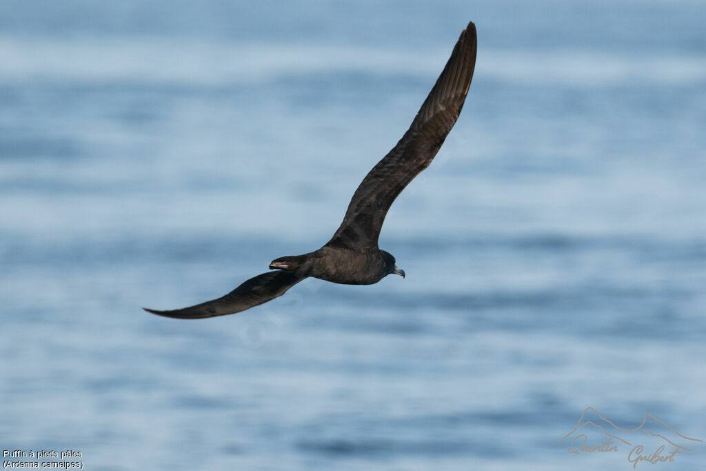 Puffin à pieds pâles