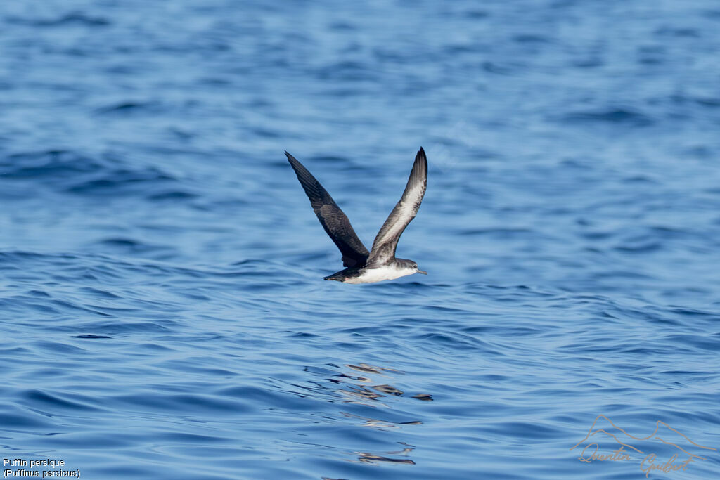 Puffin persique, identification, Vol