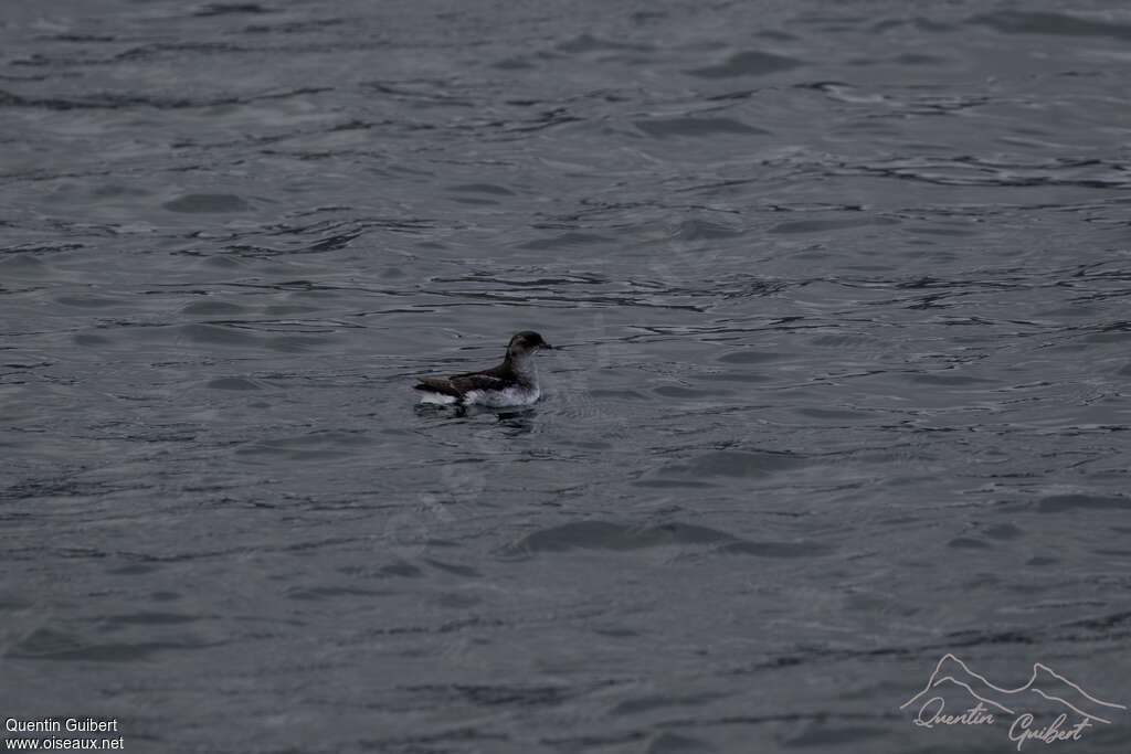 Puffinure de Géorgie du Sud