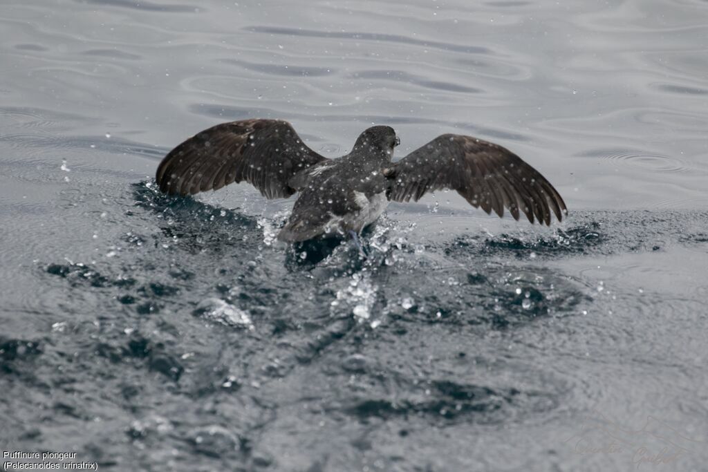 Puffinure plongeur