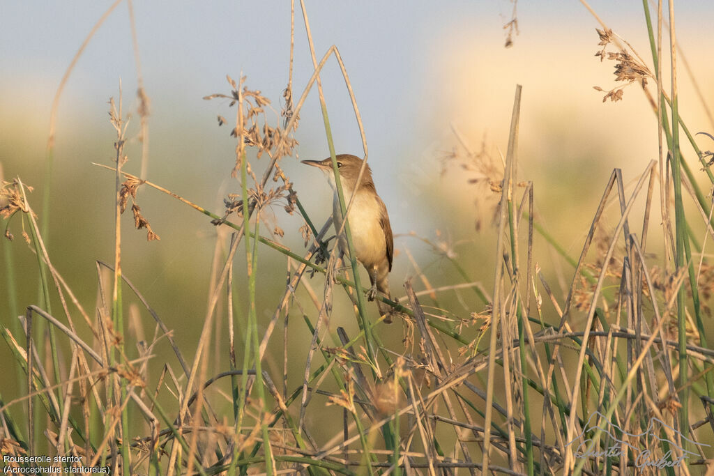 Clamorous Reed Warbler