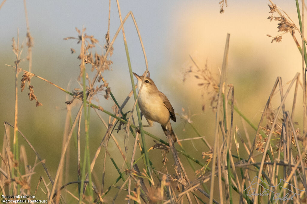 Clamorous Reed Warbler