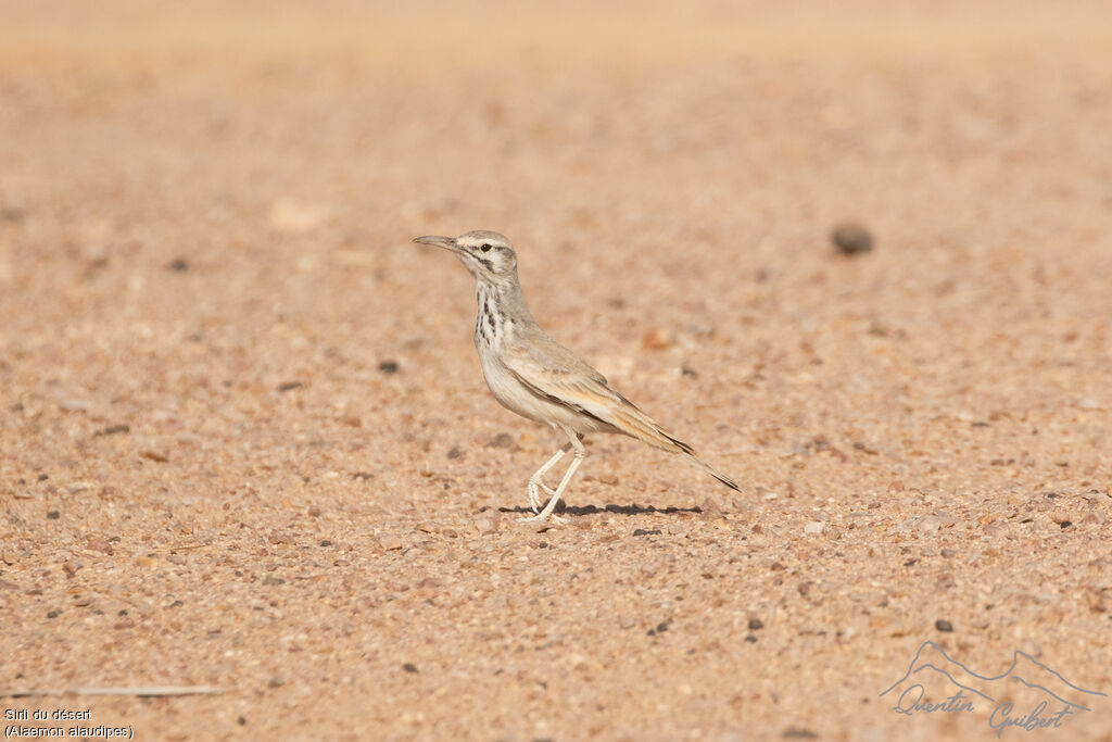 Sirli du désert, identification