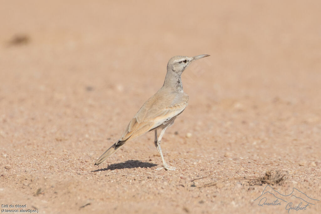 Sirli du désert, identification