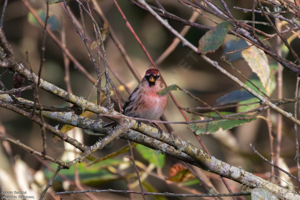 Sizerin flamméadulte nuptial