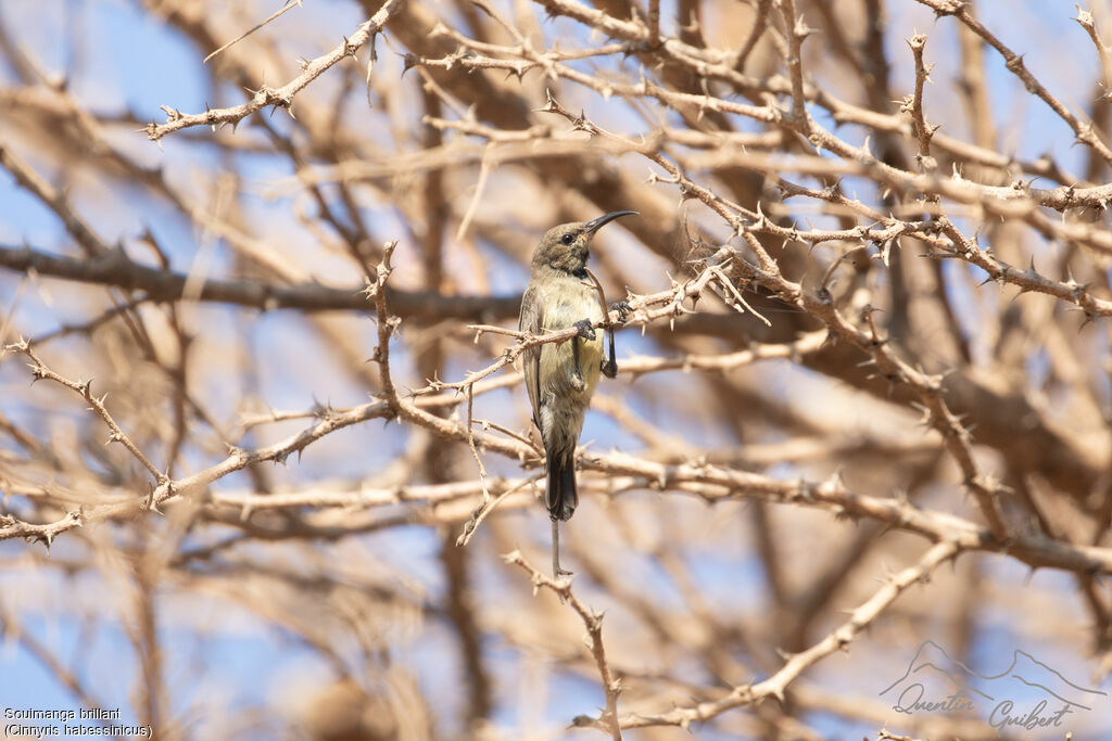 Abyssinian Sunbird, identification
