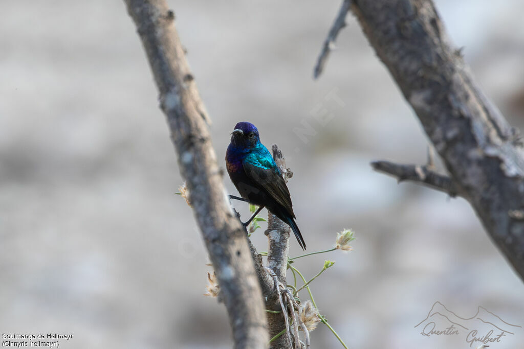 Souimanga de Hellmayr mâle adulte nuptial, identification