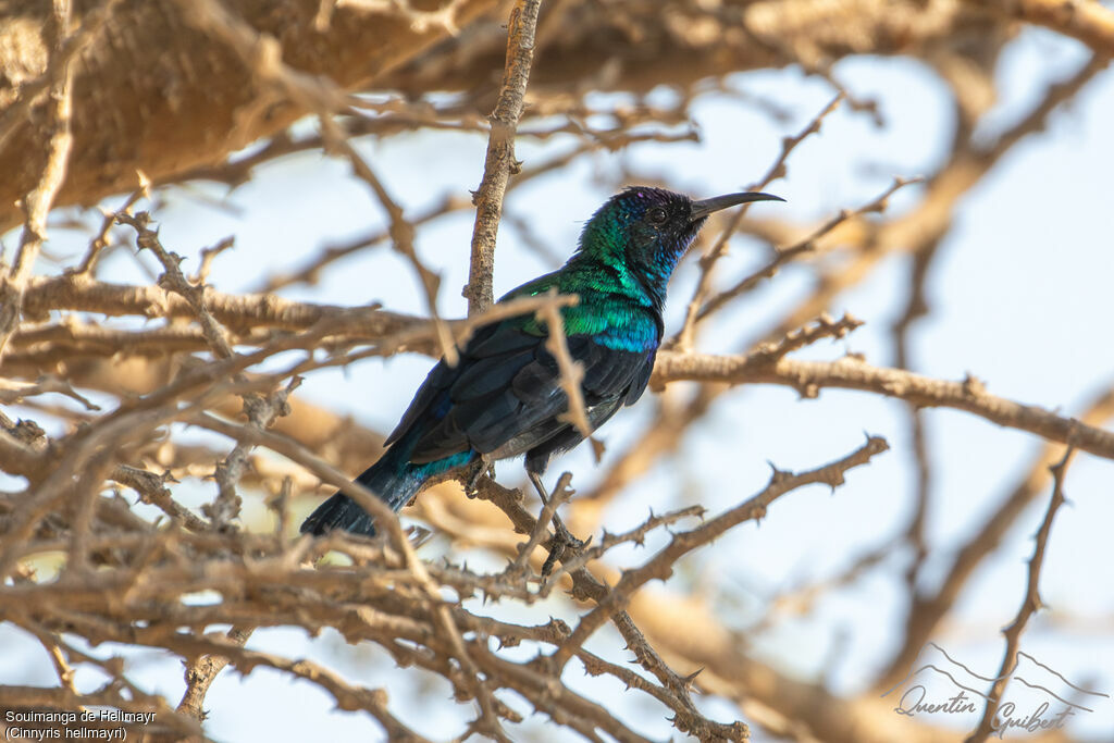 Souimanga de Hellmayr mâle adulte internuptial, identification