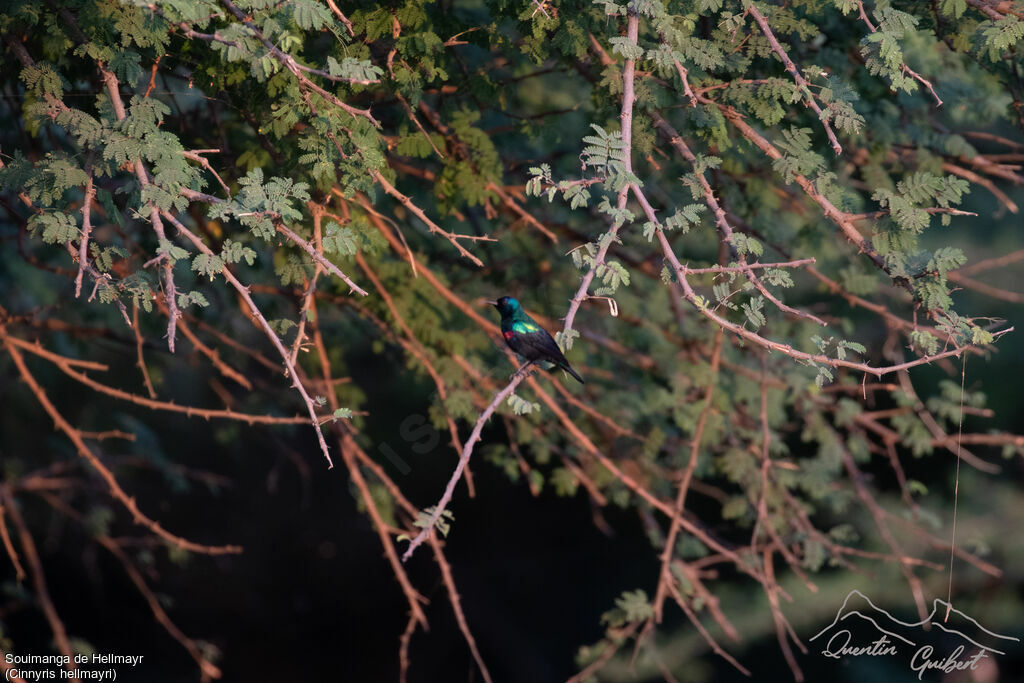 Souimanga de Hellmayr mâle adulte nuptial, identification