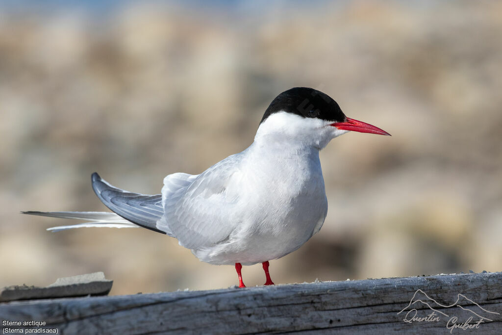 Arctic Tern