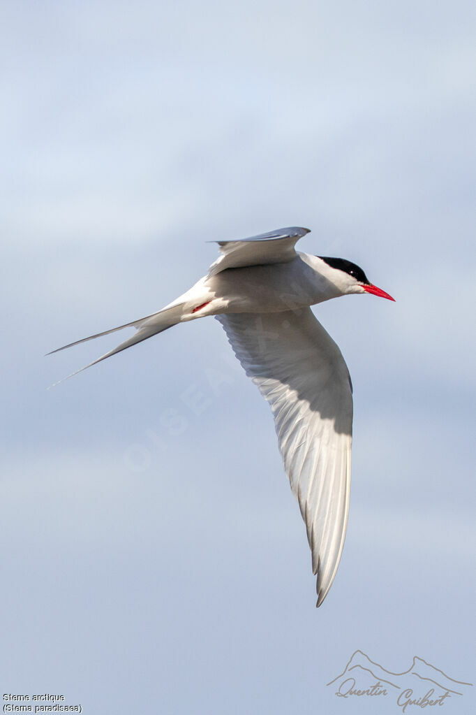 Arctic Ternadult breeding, Flight