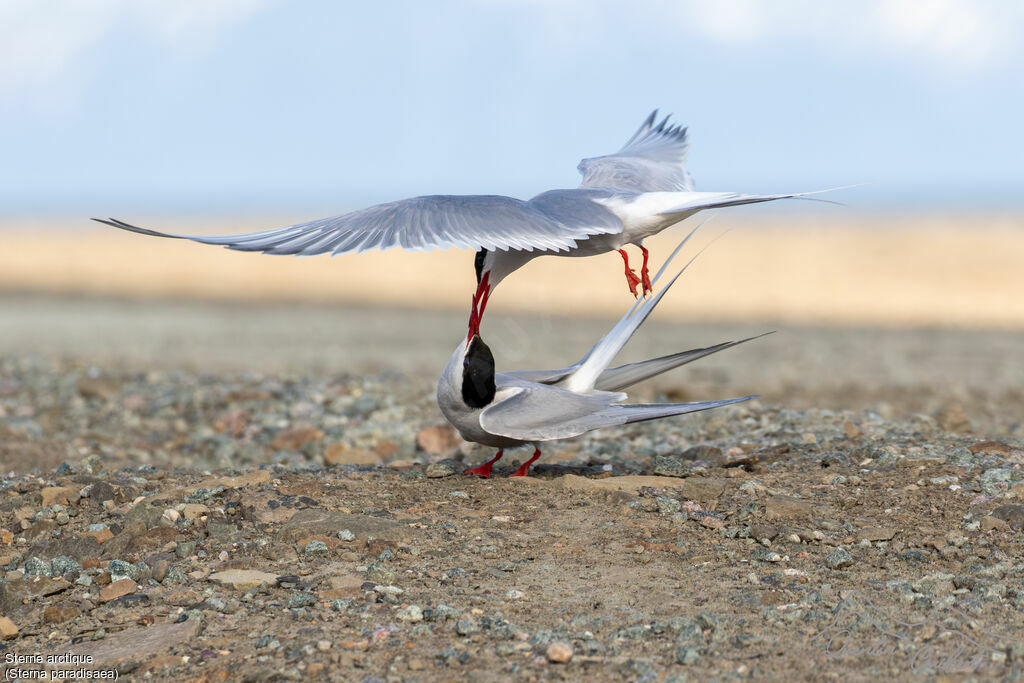 Arctic Tern
