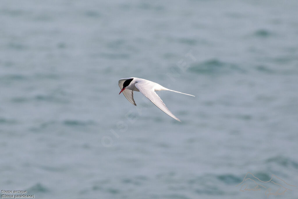 Arctic Ternadult breeding, identification, Flight