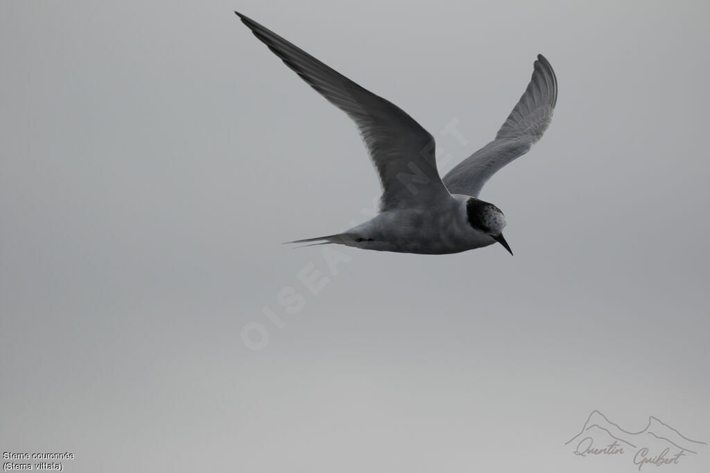 Antarctic Tern