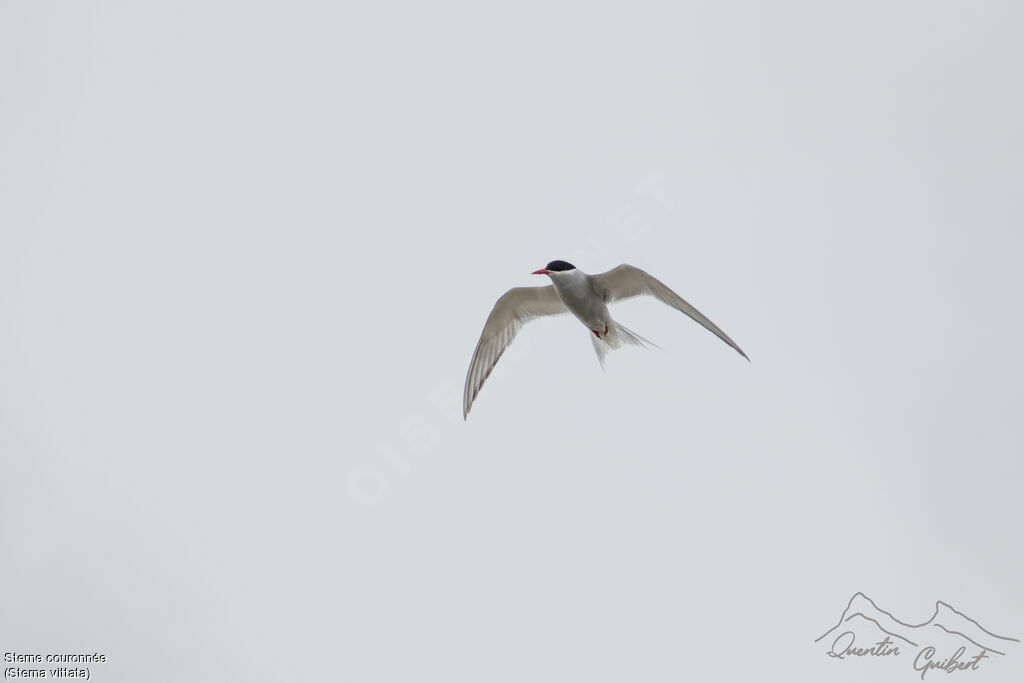 Antarctic Tern