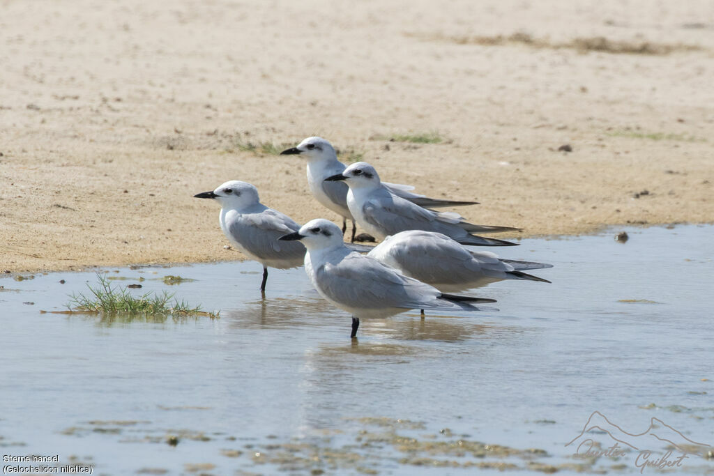 Sterne hanseladulte internuptial