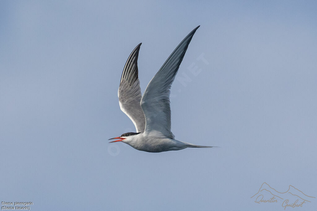 Common Ternadult, identification, Flight