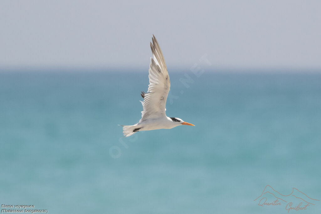 Lesser Crested Ternadult post breeding, Flight