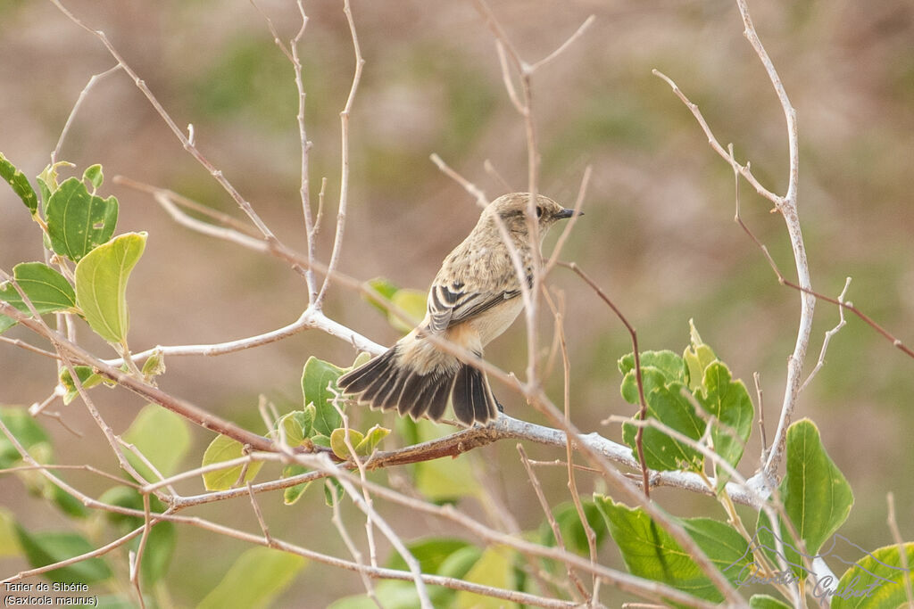 Siberian Stonechat