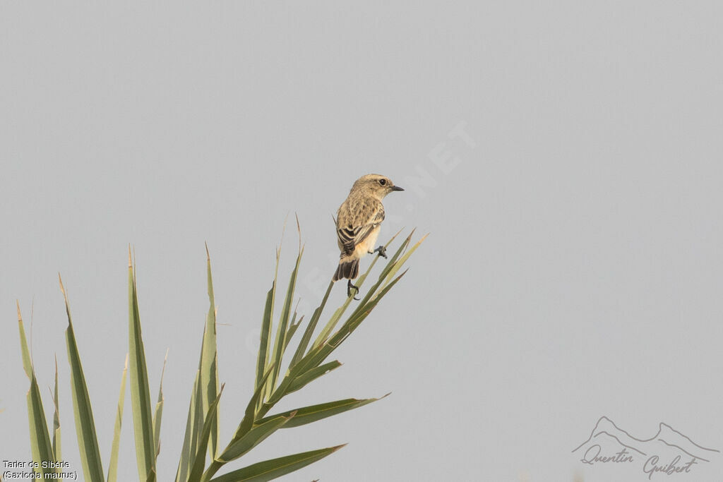 Siberian Stonechat