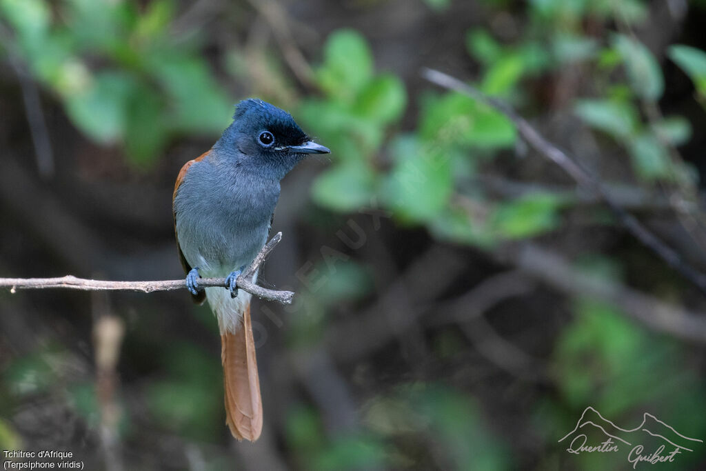 Tchitrec d'Afrique