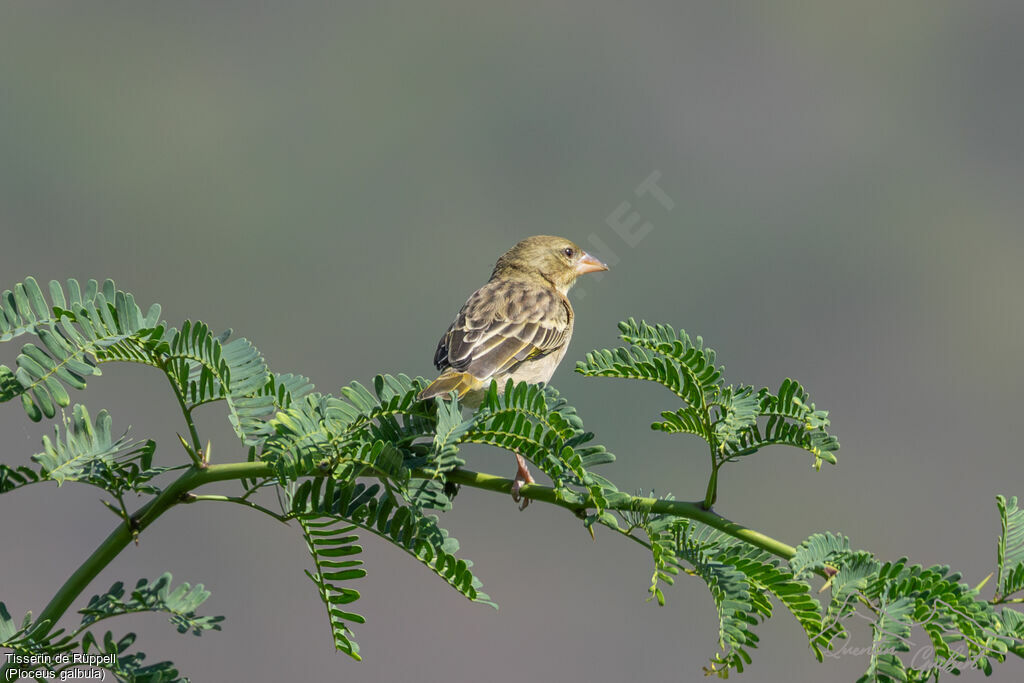 Rüppell's Weaver