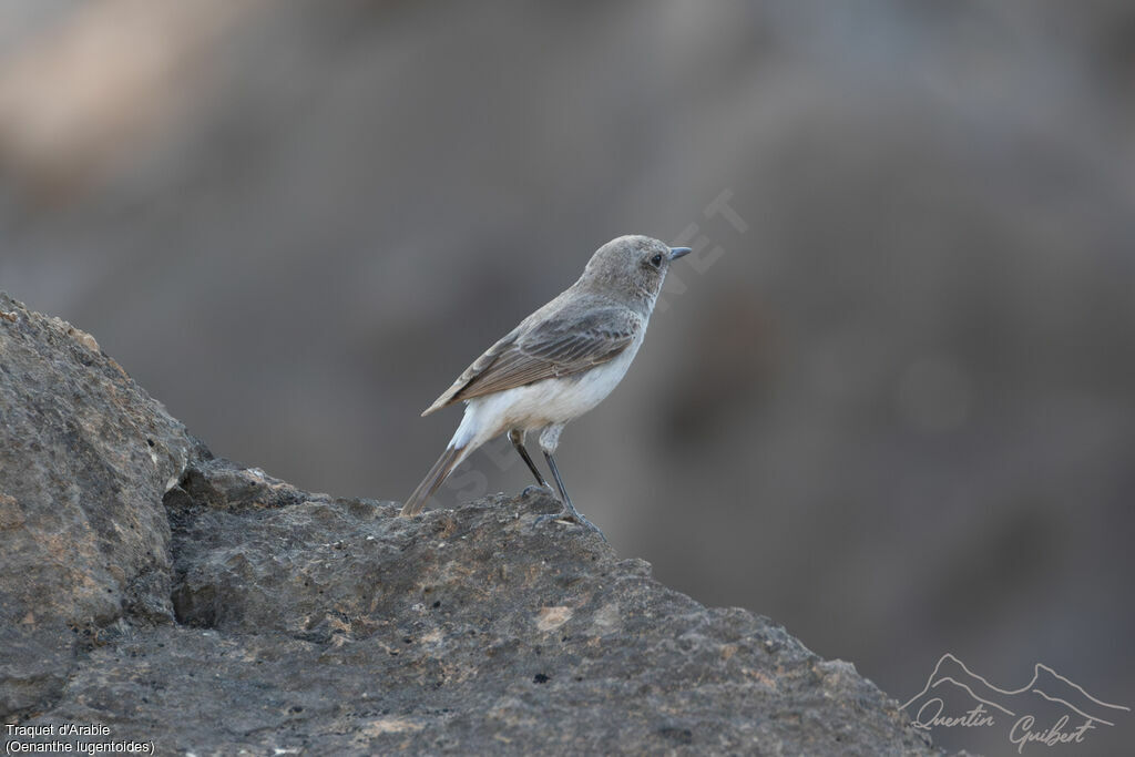 Traquet d'Arabie, identification