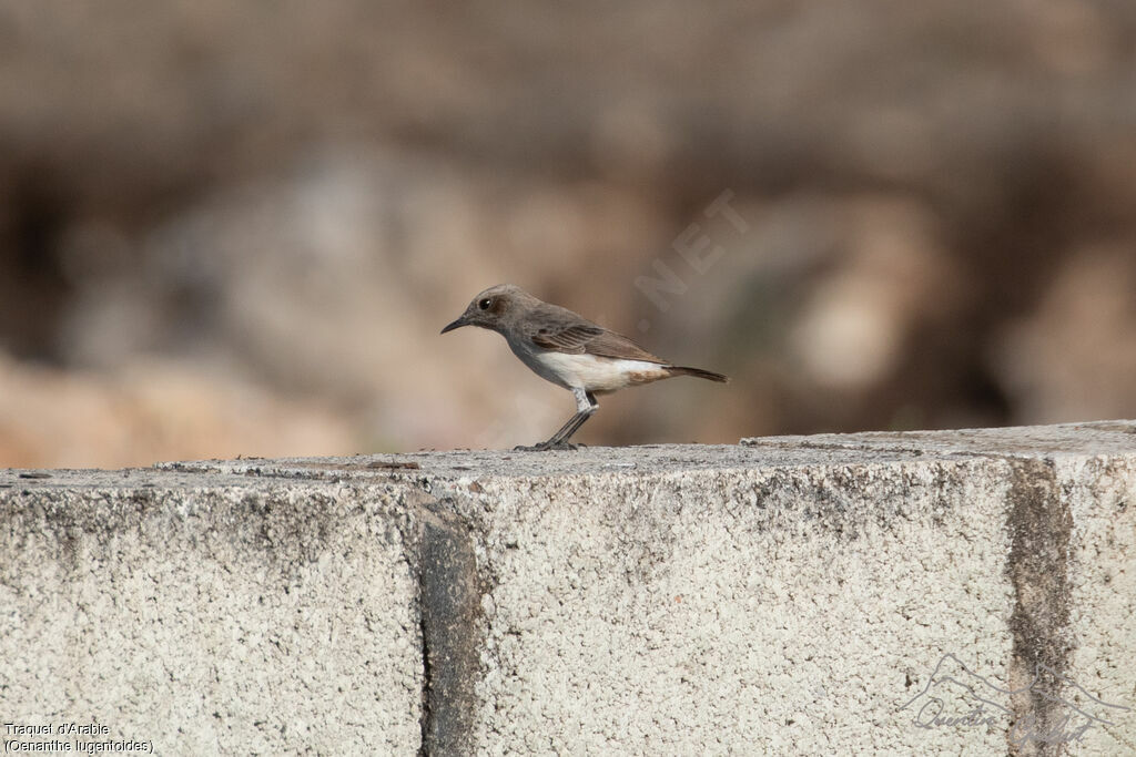 Traquet d'Arabie1ère année, identification