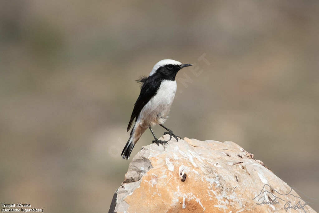 Arabian Wheatear male adult, identification