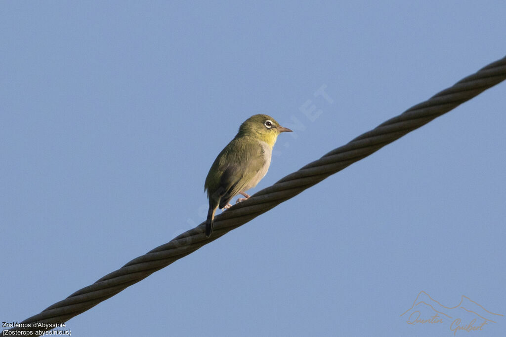 Zostérops d'Abyssinie