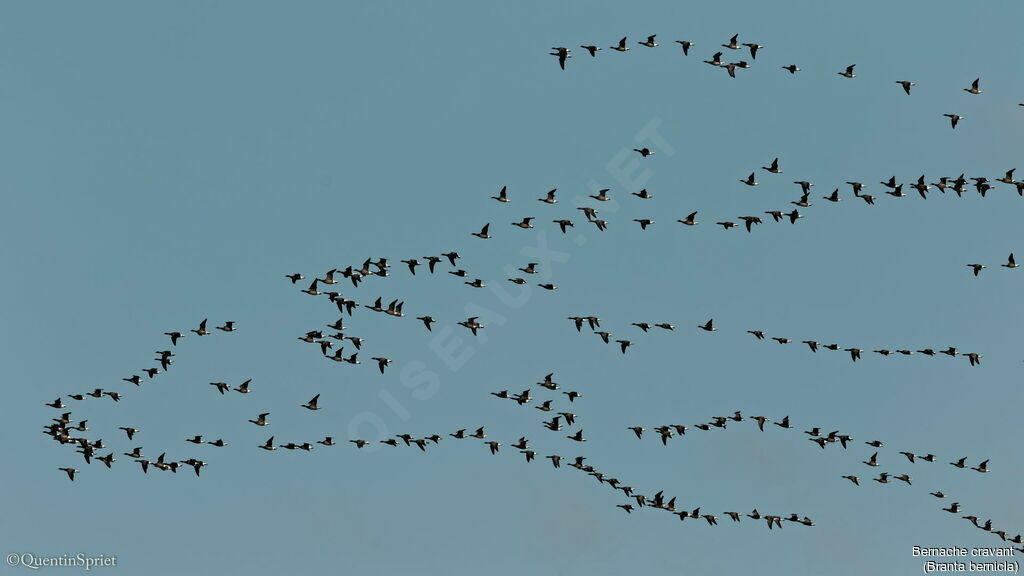 Brant Goose, Flight