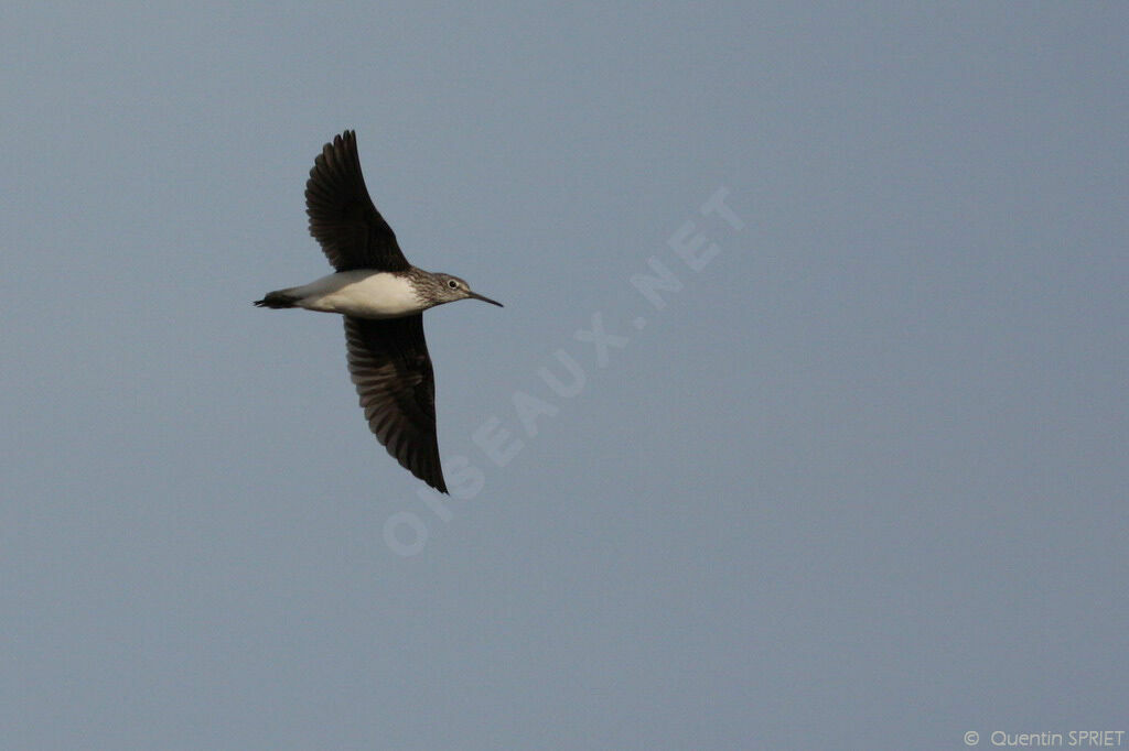 Green Sandpiper