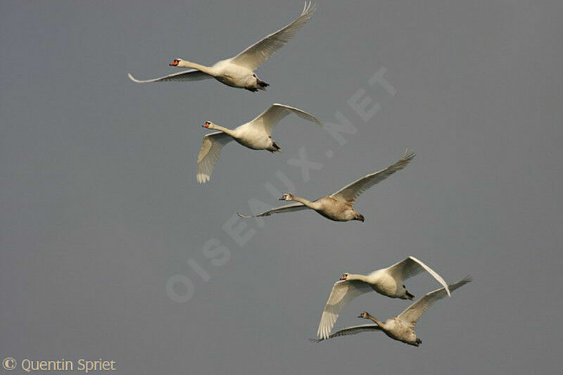 Cygne tuberculé , Vol