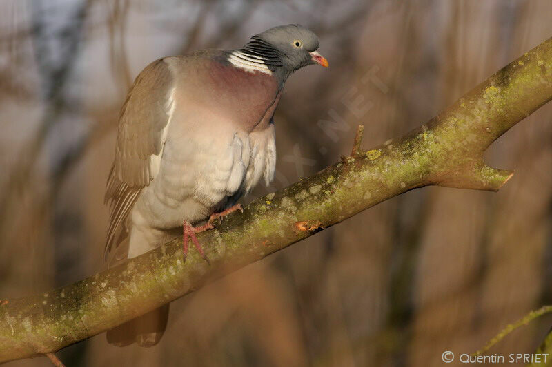 Common Wood Pigeonadult, identification