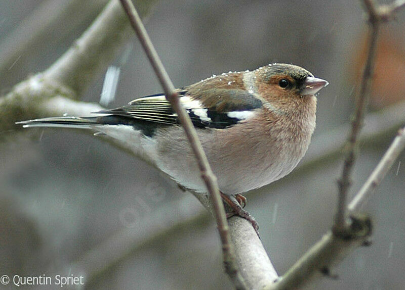 Eurasian Chaffinch male adult
