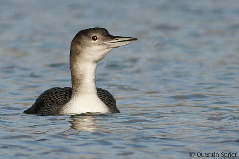 Plongeon imbrinimmature, identification, chant