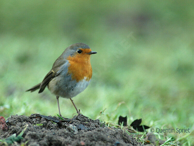 European Robinadult